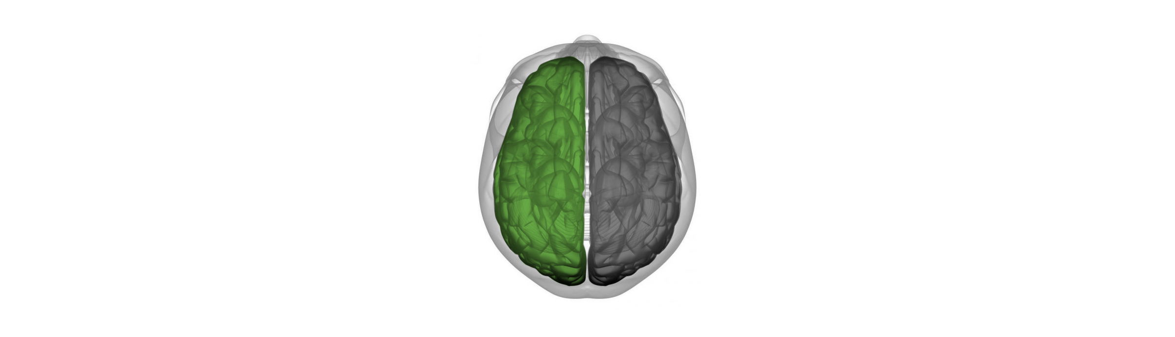 Brain 03